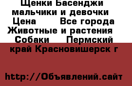 Щенки Басенджи ,мальчики и девочки › Цена ­ 1 - Все города Животные и растения » Собаки   . Пермский край,Красновишерск г.